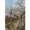 Prunus serr Taihaku