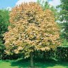 Acer pseudopl Briliantissimum