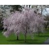 Prunus subh Pendula Plena Rosea1