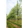 prunus virginiana canada red2