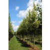 acer pseudoplatanus leopoldii