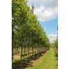 acer pseudoplatanus