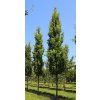 quercus robur fastigiate koster