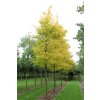 robinia pseudoacacia frisia