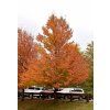 Acer rubrum Karpick