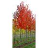 Acer rubrum October Glory