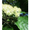 sorbus aria3