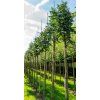 Sorbus auc Fastigiata