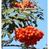 sorbus aucuparia var edulis2