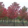 Acer rubrum 'Red Sunset'