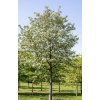 Sorbus intermedia