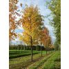 Acer saccharinum2