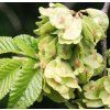 Ulmus carpinifolia2