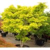 Acer shirasawanum Aureum 2