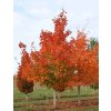 Acer truncanum Pacific sunset