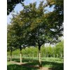 Acer zoeschense Annae 2