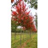 prunus sargentii rancho3