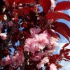 Prunus serr Royal Burgundy2