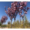 Prunus serr Royal Burgundy1