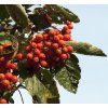 sorbus x thuringiaca fastigiata2