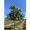 Catalpa erubesc Purpurea