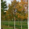 Betula ermanii Holland