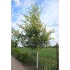 Betula p. Schneverdinger Goldbirke 2