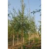 Betula pend Dalecarlica1