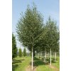 betula utilis doorenbos