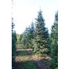 Abies concolor 200 300