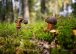 An enthusiastic mushroom picker with a basket (motive 029)