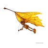 Acorn elf on a hang glider - photo (motive 013)