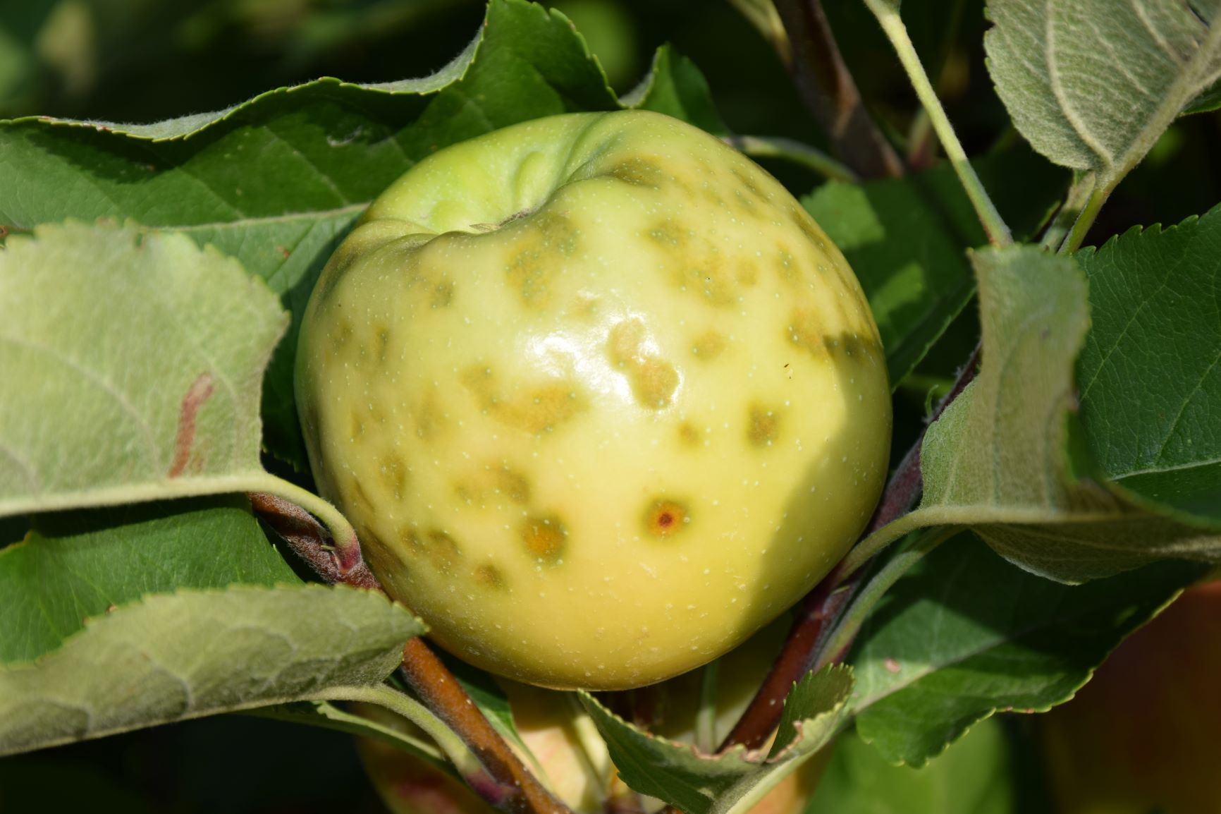 Pehovitosť jabĺk (hnedá škvrnitosť)