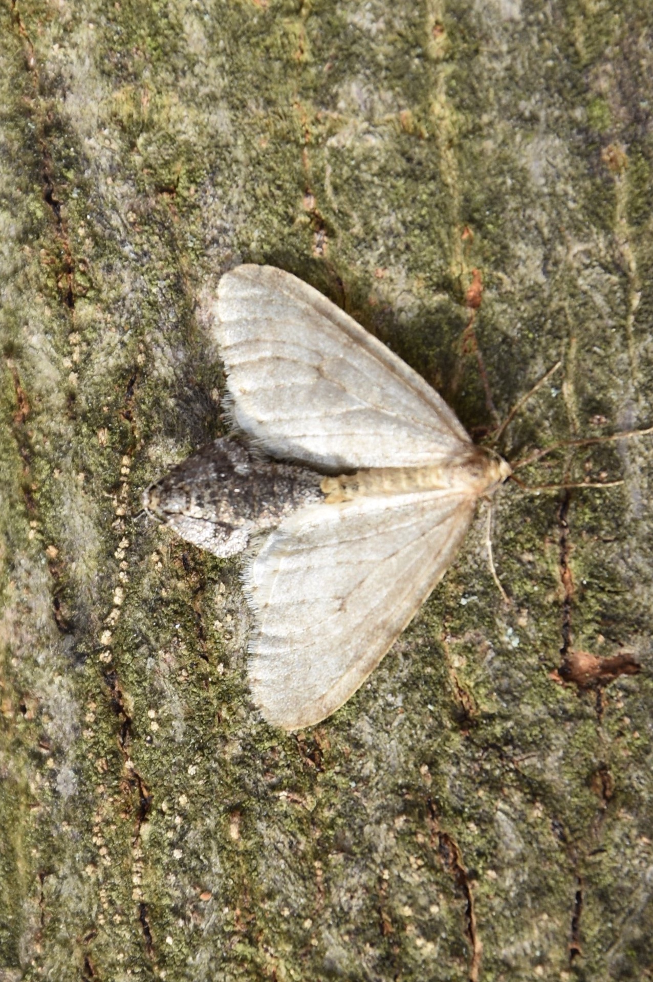 Piadivky – významní škodcovia v ovocných sadoch