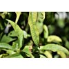 Chloroza