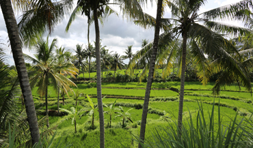 Ubud, Bali – Ráj hippies a životní paradoxy 