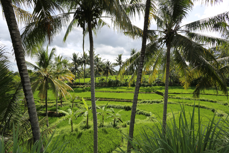 bali-ubud-lilia-2