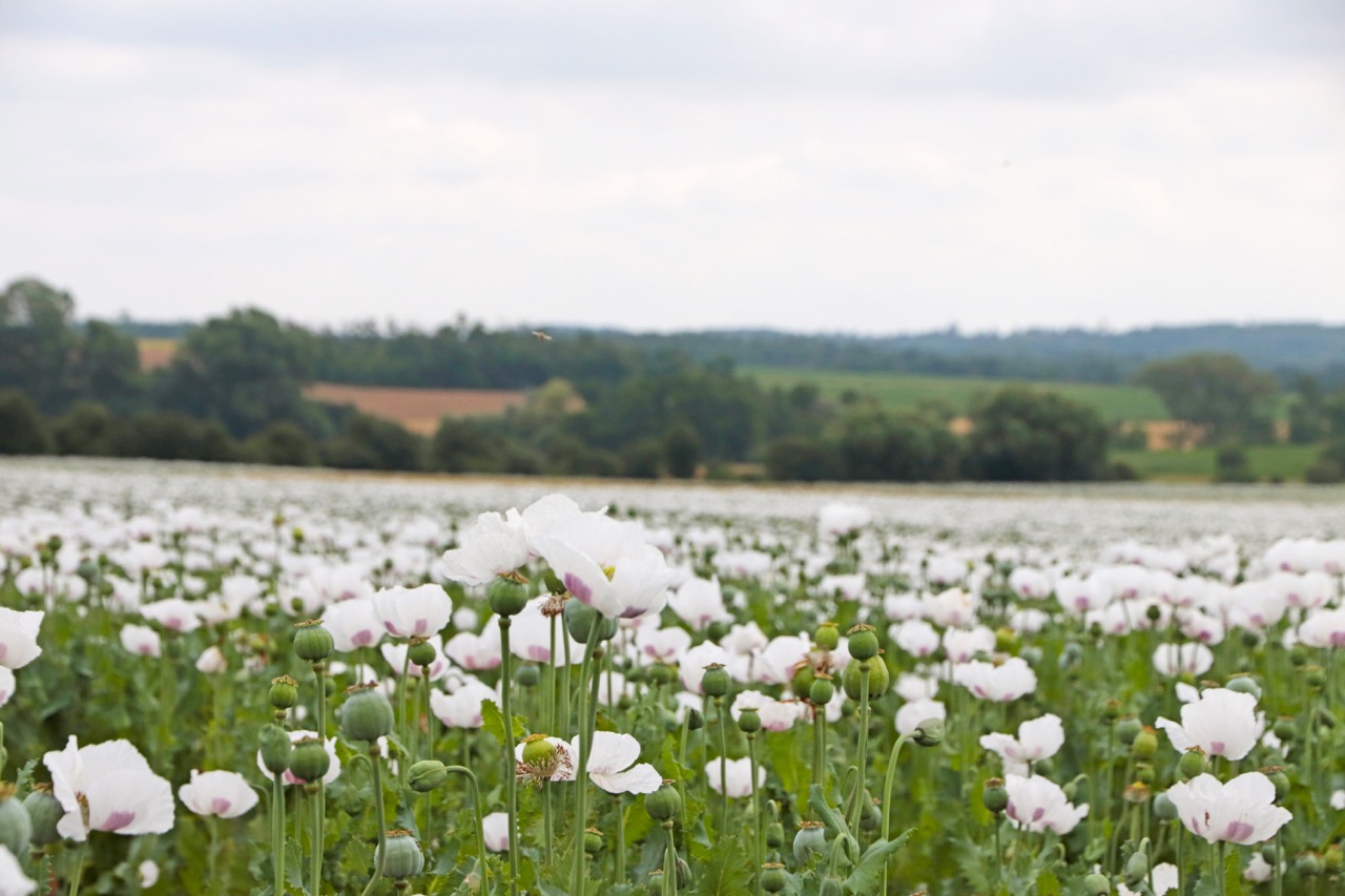 Mák není z Východu. Příběh jediné původní evropské plodiny.