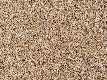 Ostropestřec mariánský