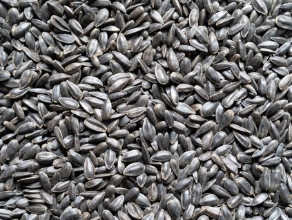 Slunečnice černá pro ptactvo