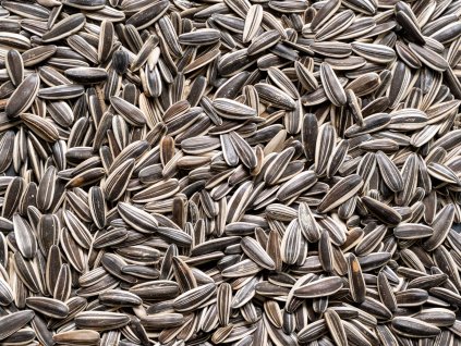 Slunečnice žíhaná velká