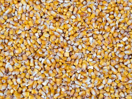 Kukuřice žlutá