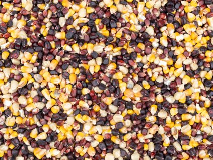 Kukuřice barevná