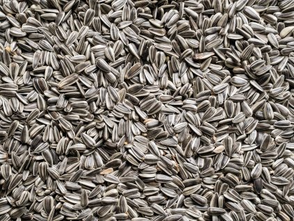 Slunečnice žíhaná