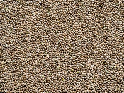 Semenec (konopné semínko)