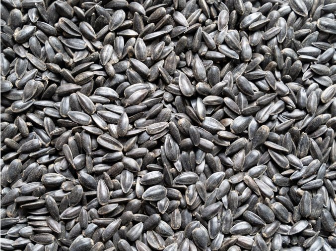 Slunečnice černá pro ptactvo