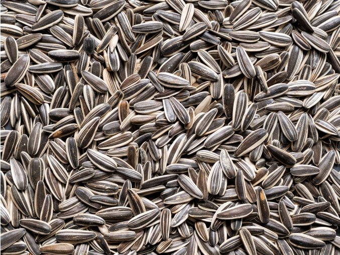 Slunečnice žíhaná velká