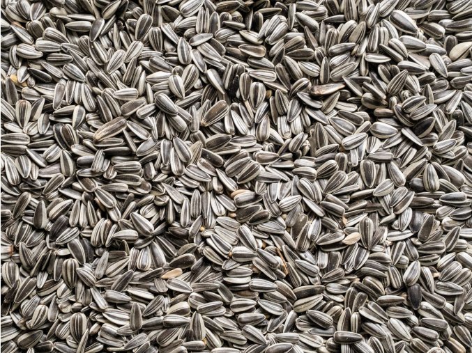 Slunečnice žíhaná malá