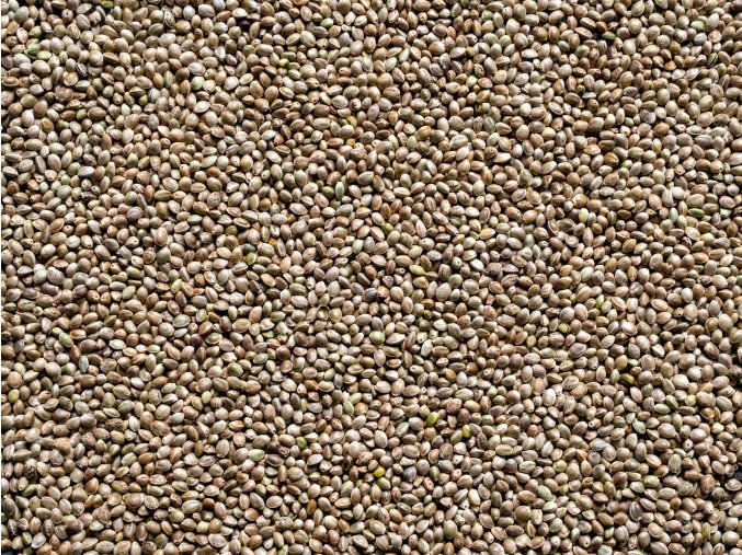 Semenec (konopné semínko)