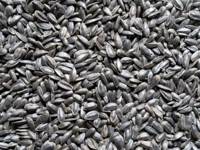 Slunečnice černá pro ptactvo